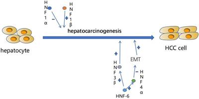 Hepatocellular Carcinoma Differentiation: Research Progress in Mechanism and Treatment